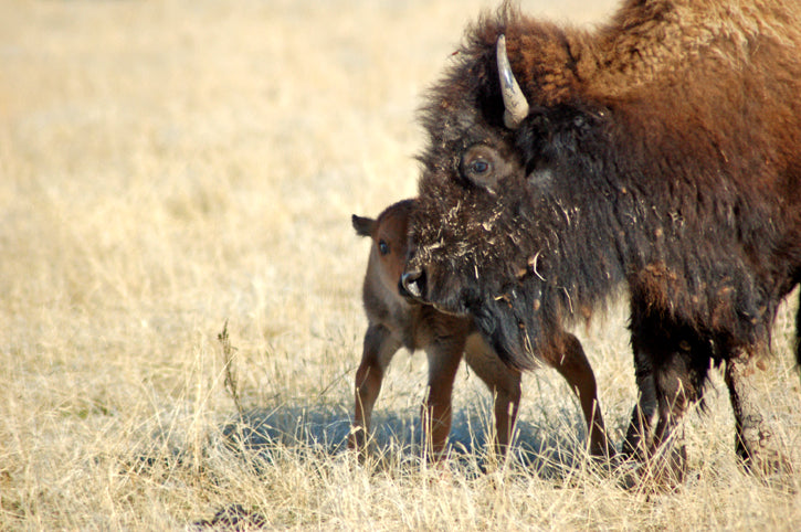 Mother's Day at the Ranch