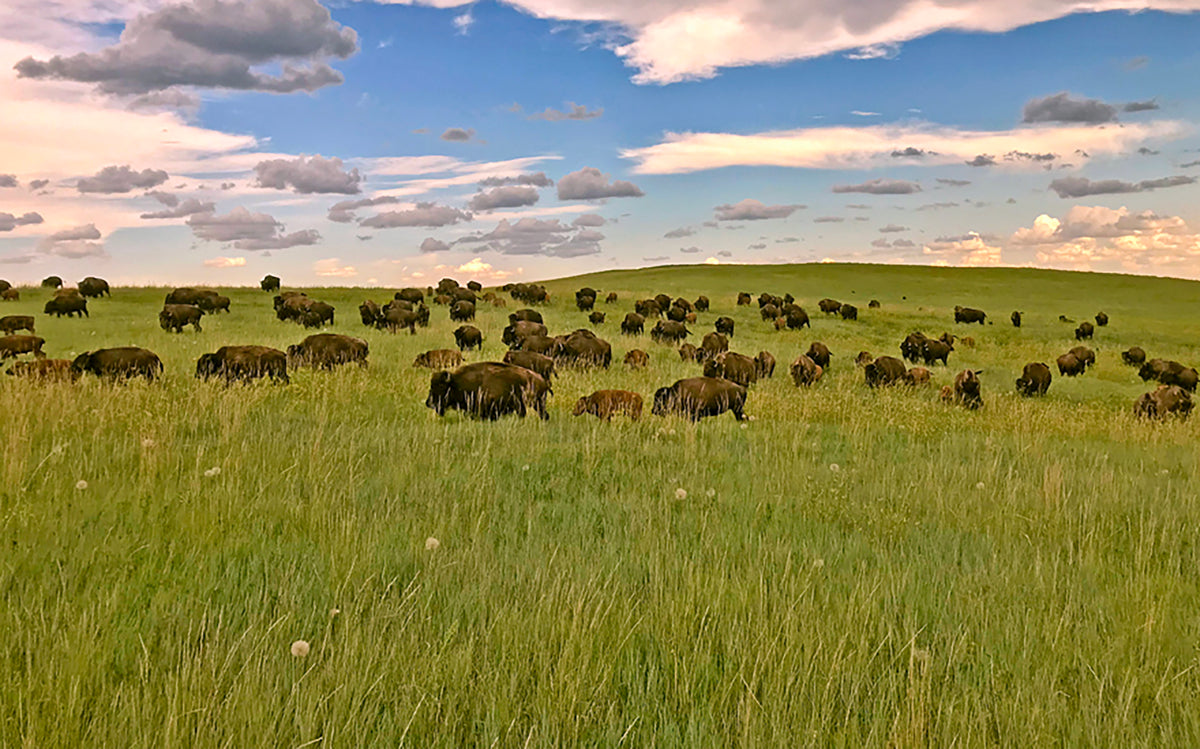 Our Positive Environmental Impact – Wild Idea Buffalo