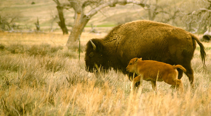 A Mother's Day Parade
