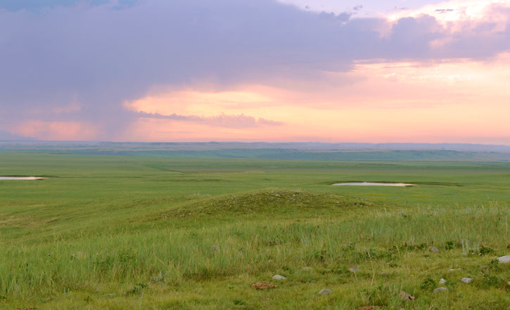 What Is Regenerative Agriculture?