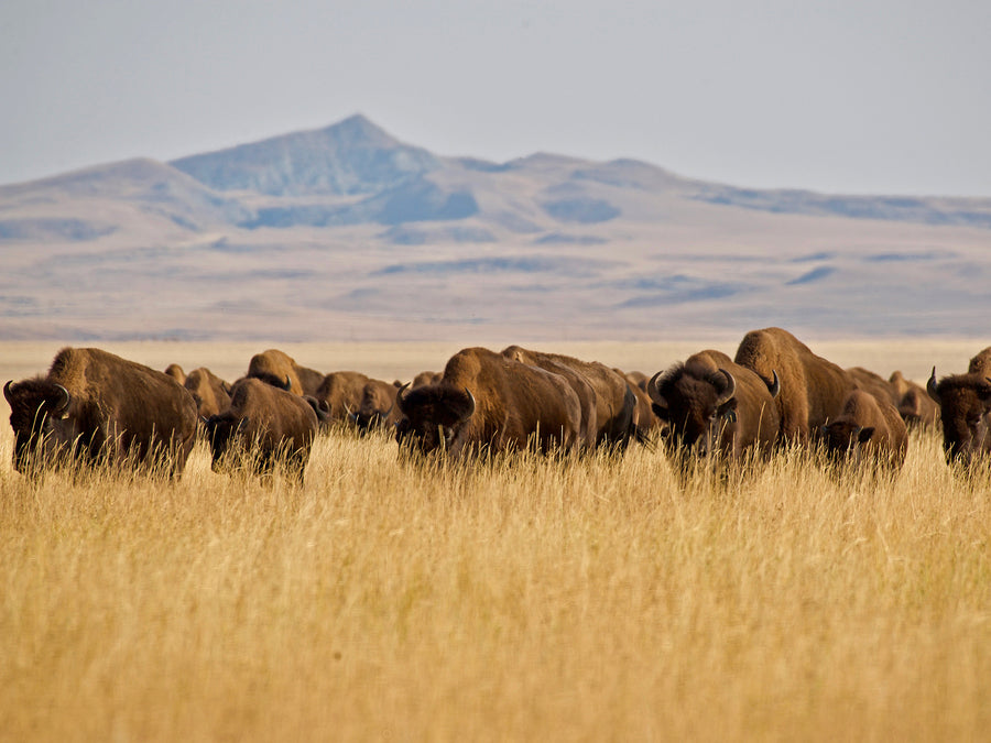 Argus Leader: South Dakota Bison Ranch Partners with Patagonia