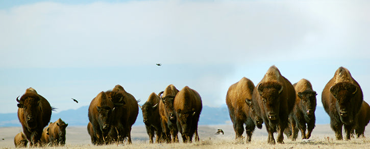 Buffalo vs. Bison