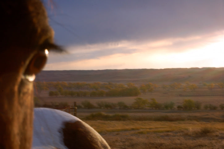Dreaming Like A Buffalo