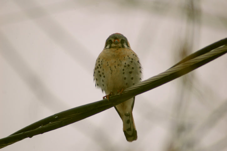 Bird Blitz - 2018