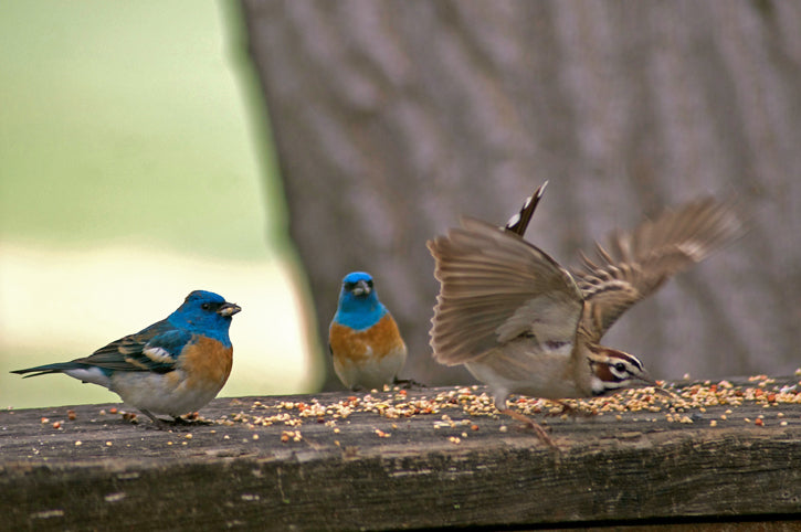 Prairie Grassland Birds