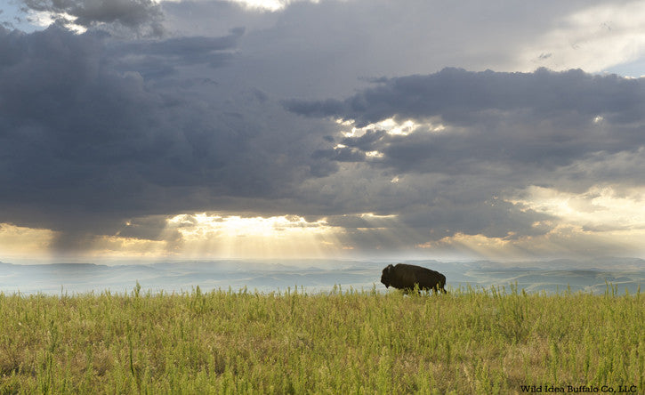 Respecting Our National Mammal