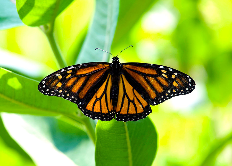 Consider The Monarch