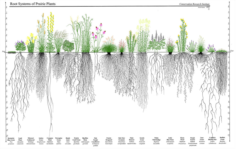 Soil Regeneration