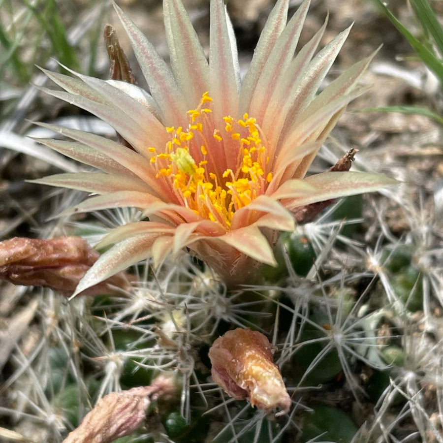 Prairie Flowers