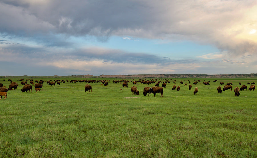 Making America Beautiful