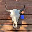 Load image into Gallery viewer, Buffalo skull with P Tag