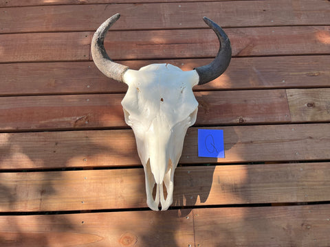 Buffalo Skulls