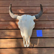 Load image into Gallery viewer, Buffalo skull with T tag