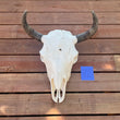 Load image into Gallery viewer, Buffalo skull with V22 tag