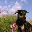 Load image into Gallery viewer, black and tan dog sitting in morning glories on the prairie
