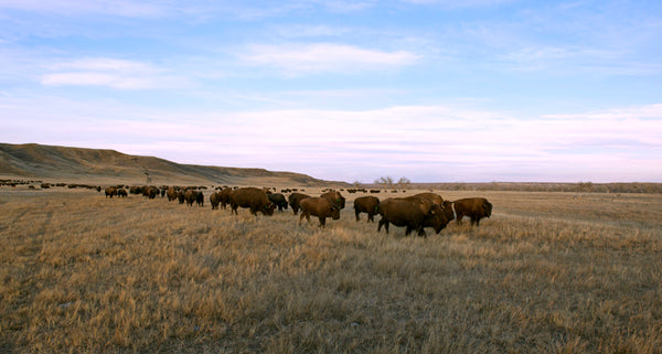 100% grass fed buffalo on the prairie