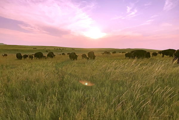 buffalo grazing on prairie