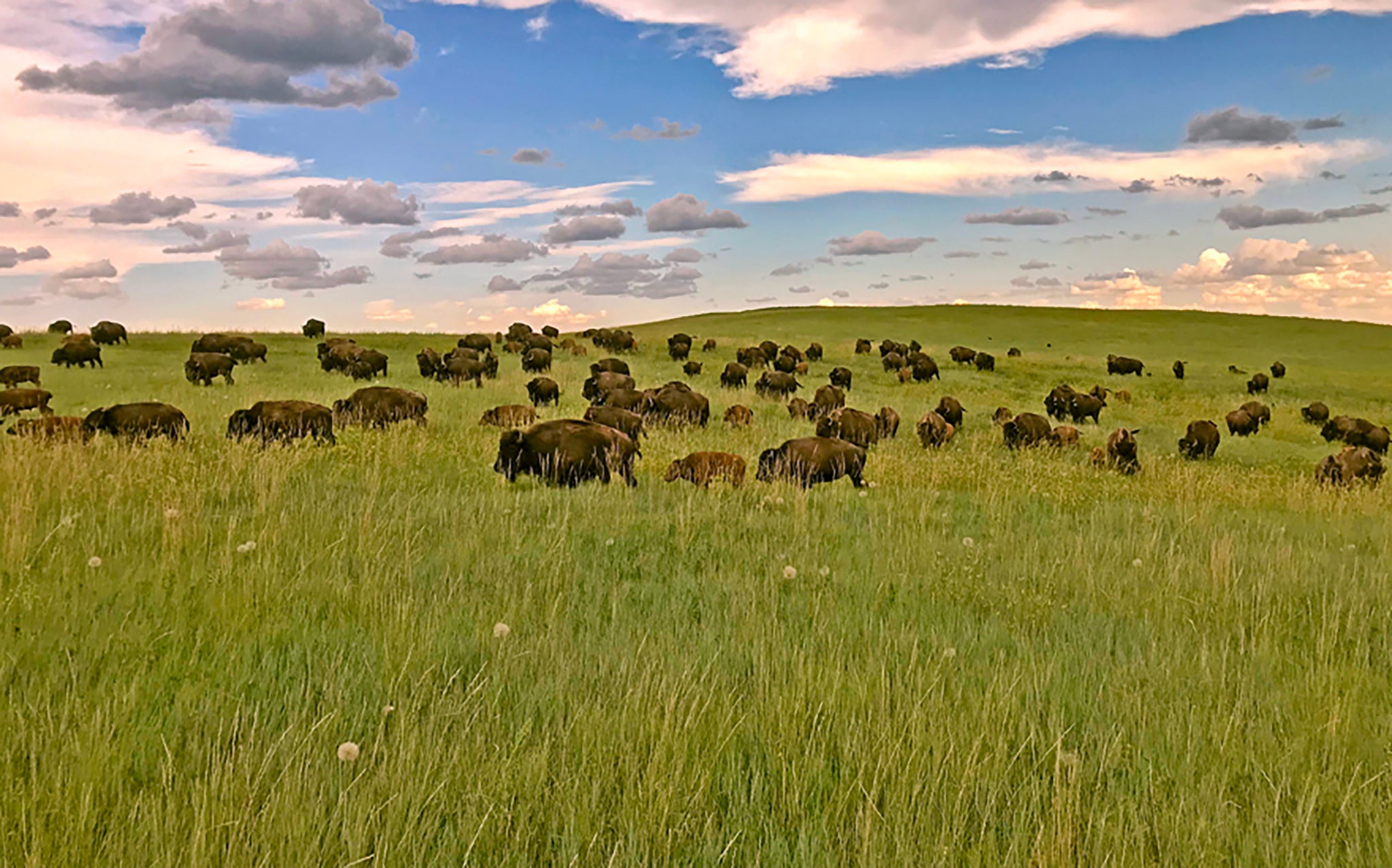 Our Positive Environmental Impact – Wild Idea Buffalo