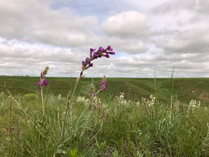 Prairie Garden