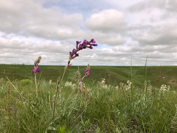 Prairie Garden