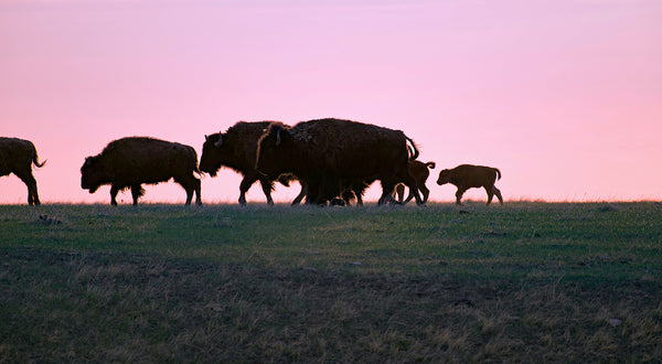 buffalo against a pink sky