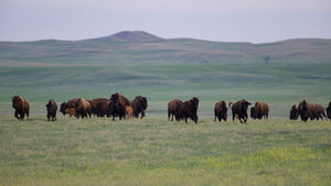 buffalo standing on a prairie ridgeline