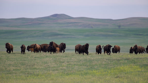 buffalo standing on a prairie ridgeline