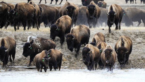 buffalo crossing the Cheyenne River