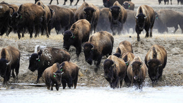 Buffalo, River Crossings & Grasslands