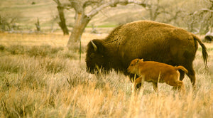 A Mother's Day Parade