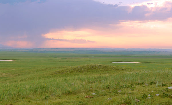 What Is Regenerative Agriculture?