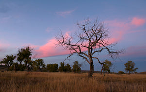 Bare tree against pink clouds