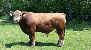 landscape shot of a light brown colored beefalo