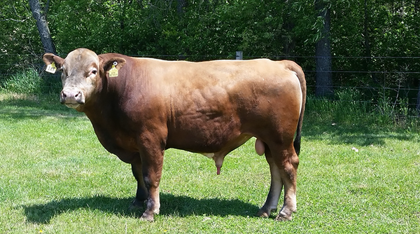 landscape shot of a light brown colored beefalo