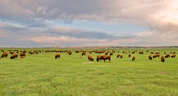 buffalo grazing in the prairie grassland