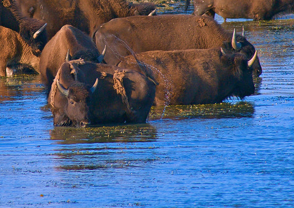 Buffalo in the river