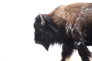Buffalo moving through a snow storm