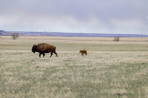 buffalo cow and calf walking across the prairie