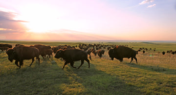 The Case for Eating Buffalo Meat