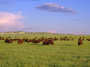 Buffalo grazing in a field