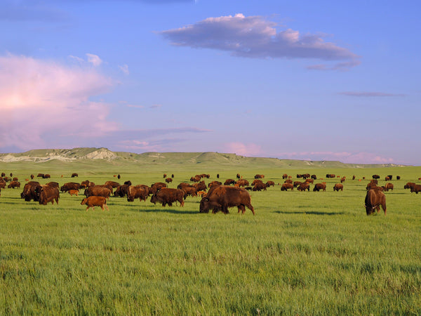 Buffalo grazing in a field