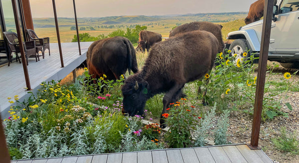 Buffalo eating a garden of native prairie plants