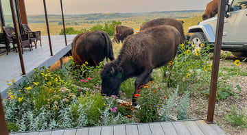 Surrounded By Buffalo Guests