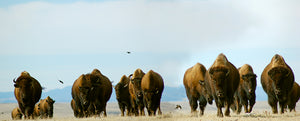 Buffalo vs. Bison