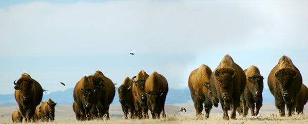 Buffalo vs. Bison
