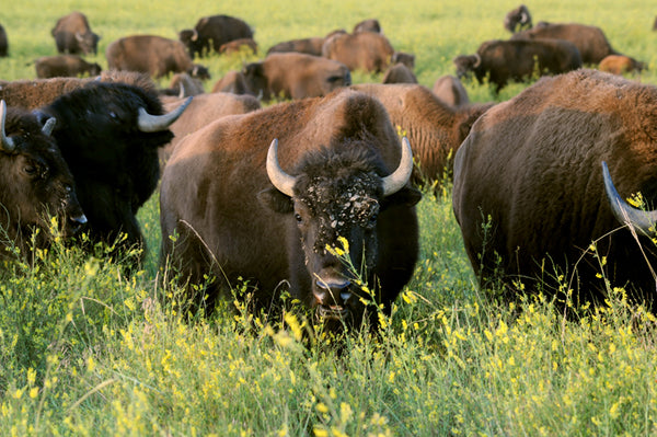 Buffalo in sweet clover