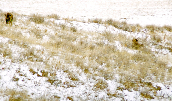 lone buffalo standing in snowy prairie grass