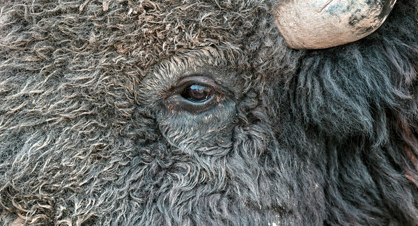 Closeup of buffalo eye