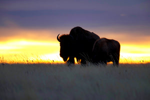 Buffalo grazing against the sunset
