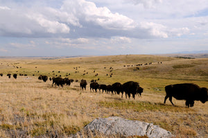 Buffalo walking in a straight line